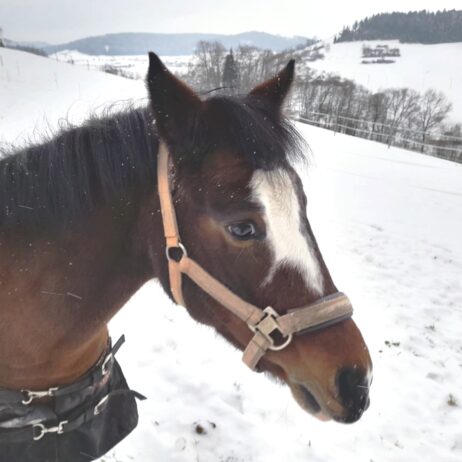 Sayonara - Hobby Horse nach Kundenwunsch – Bild 2