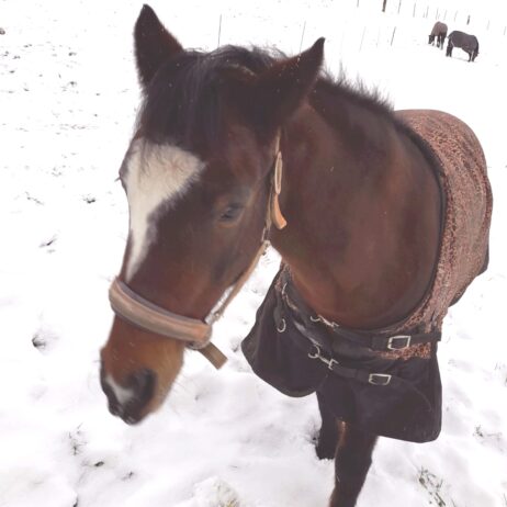 Sayonara - Hobby Horse nach Kundenwunsch – Bild 4